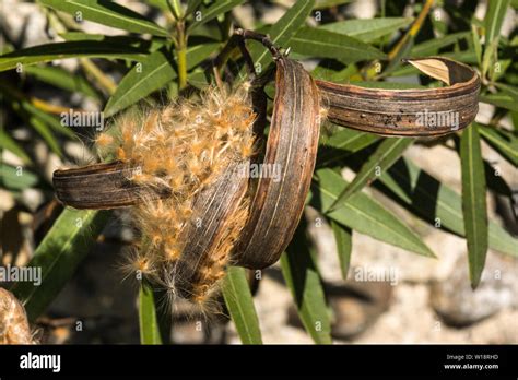 The seed pod and fluffy seeds of the Oleander.(Nerium oleander cv.Charles Murcott).All parts of ...