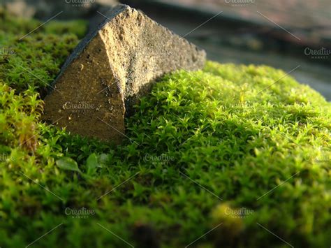 Moss & Stone ~ Photos ~ Creative Market