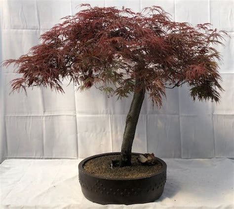 Weeping Red Dragon Japanese Maple Bonsai Tree (Acer palmatum dissectum ...