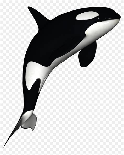 Cartoon Orca Whale Pictures Download in under 30 seconds