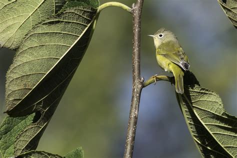 Nashville warbler - song / call / voice / sound.