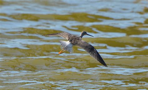 Bird Lore: Greater Yellowlegs - My Edmonds News