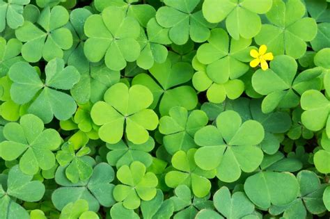 Fun Four Leaf Clover Facts for St. Patrick's Day | Petal Talk