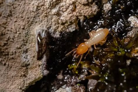 What Kills Termites | A-1 Pest Control | North Carolina