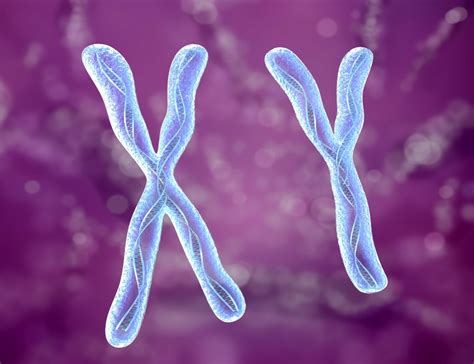 Chromosome x y dna strands model - TurboSquid 1265381