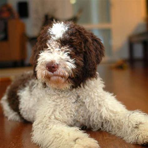 Lagotto Romagnolo Breed Guide - Learn about the Lagotto Romagnolo.