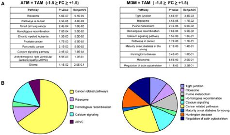 ATM exhibit a gene expression profile similar to TAM (A) Top 10 of the... | Download Scientific ...