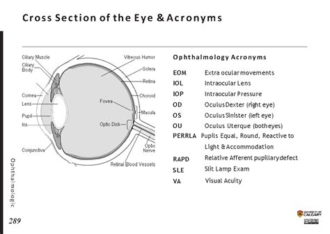 CROSS SECTION OF THE EYE and ABBREVIATIONS EOM - Blackbook : Blackbook