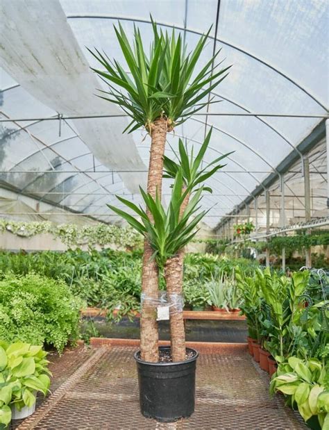 10 Best Indoor Palm Trees to Grow at Home - Petal Republic