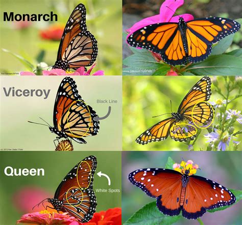 Quiz: Will These Monarch Look-Alikes Fool You? • The National Wildlife Federation Blog : The ...