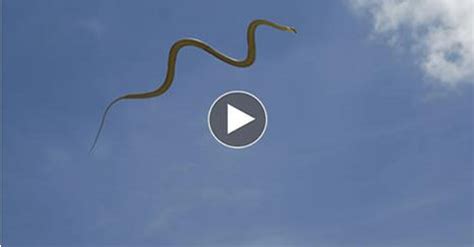 snake fly - flying snakes videos - snake fly tying | het 42 insurance news