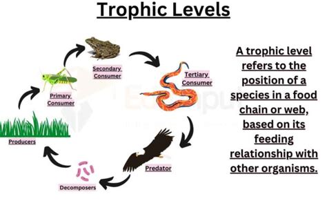 Trophic Levels In An Ecosystem | Ecological Pyramid