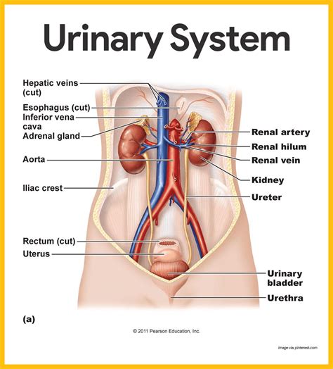 Urinary System Anatomy and Physiology: Study Guide for Nurses (2023)