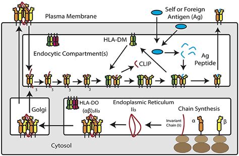 Frontiers | Epithelial MHC Class II Expression and Its Role in Antigen Presentation in the ...