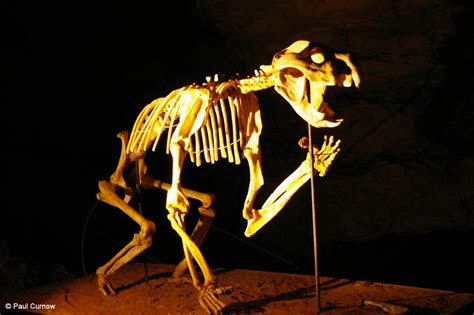 Fossils - Thylacoleo Carnfiex