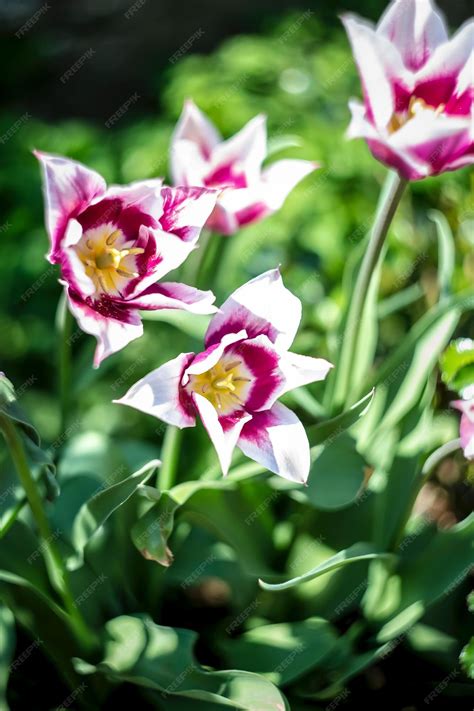 Premium Photo | Purple and pink flowers