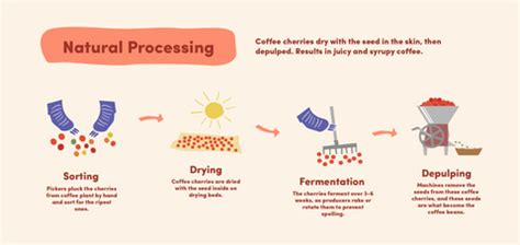 Coffee Processing Methods | Discover How Coffee Gets Made – Bean & Bean ...