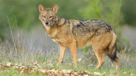 African golden jackals are actually golden wolves | Science | AAAS