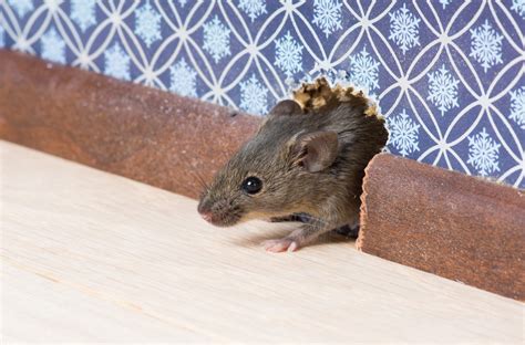 Rodent Control - Home Pest Control