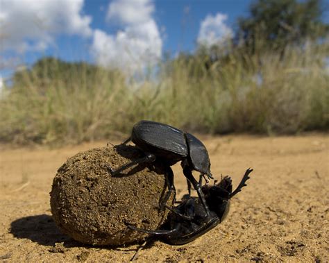 Dung Beetles: The Organic/Alternative Farmer’s Hidden Helper - The Livestock Project