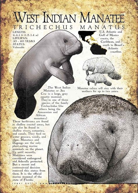 West Indian Manatee Poster Print / Infographic