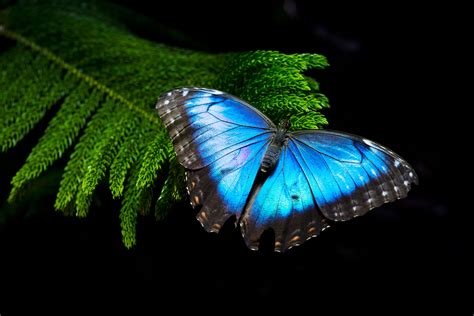 Video: The Morpho Butterfly's Blue Isn't What It Seems | WIRED