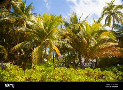 palm tree in the Maldives island Stock Photo - Alamy