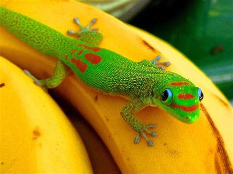 Gold Dust day gecko for sale online where to buy gold dust day geckos for sale from Gecko breeder