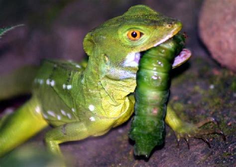 Green Basilisk – Facts, Size, Lifespan, Habitat, and Pictures