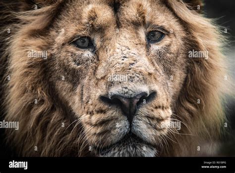 Lonely lion hi-res stock photography and images - Alamy