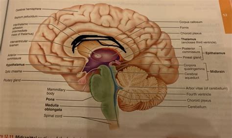 Diencephalon Flashcards | Quizlet