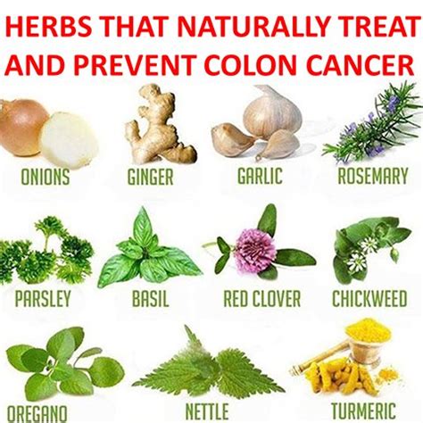 Herbs for cancer prevent. – Healthaware