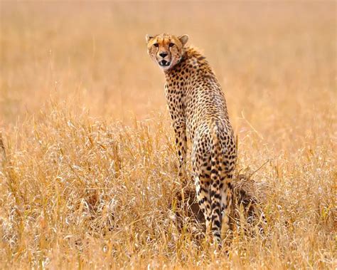 Cheetah - Facts, Diet, Habitat & Pictures on Animalia.bio