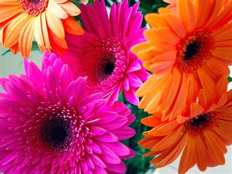 Gerbera Daisy Wallpapers - Wallpaper Cave