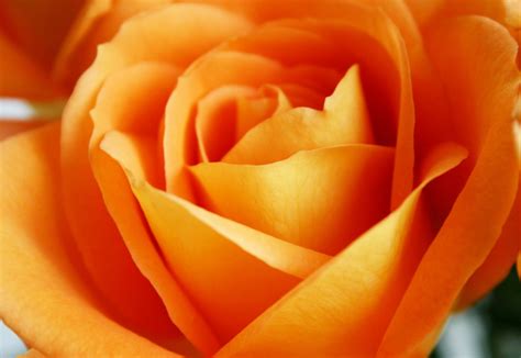 Orange Rose Free Photo Download | FreeImages