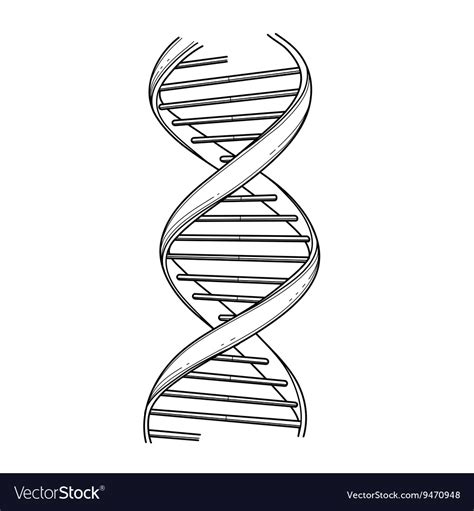 Graphic dna structure Royalty Free Vector Image