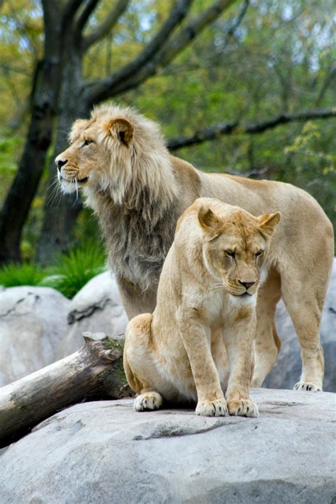 Lion Couple by jaredjonhowell on DeviantArt