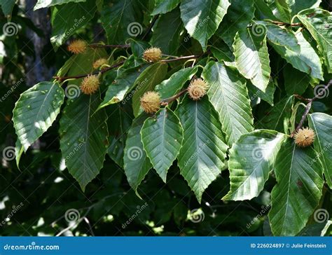 Beech Nuts stock image. Image of dark, tannic, tree - 226024897