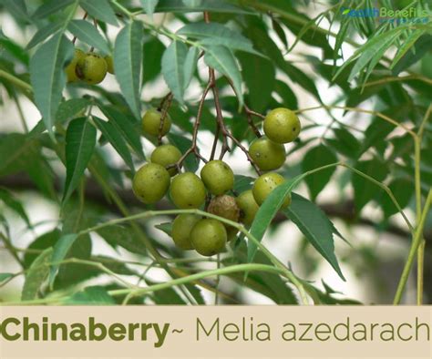 Chinaberry facts and health benefits