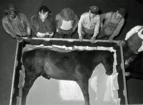 Man o' War embalmed in his coffin | Horse love, Pretty horses, Beautiful horses