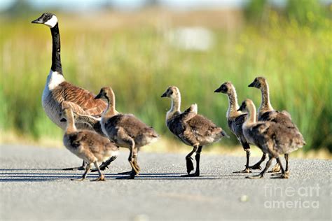 Canada goose with gosling Photograph by Amazing Action Photography - Fine Art America