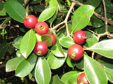 22 Different Guava Tree Varieties - ProGardenTips