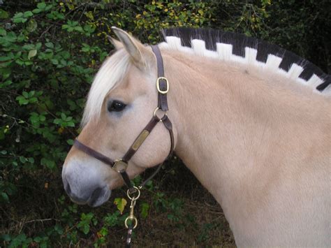 Can I Have a Pony?: Fjords at the Rocky Mountain Horse Expo 2012 ...