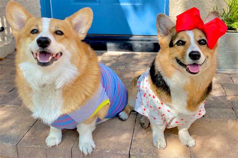 Hammy And Olivia The Corgis Questions & Answers • helloBARK!