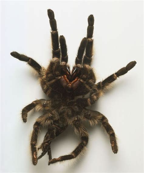 How to Tell if Your Tarantula Is Molting | Tarantula, Rose tarantula, Pet tarantula