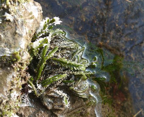 Botany Professor: Mosses of Central Florida 52. Fontinalis sullivantii