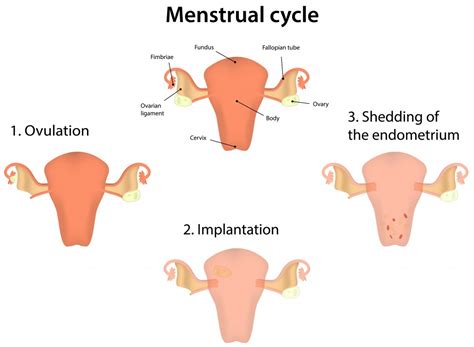 Natural Menstrual Cramp Remedies: Severe Menstrual Cramp Treatment ...