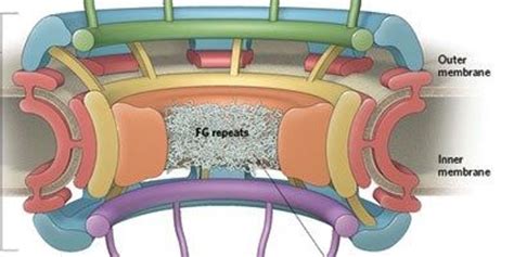 Infographic: The Nuclear Pore Complex | The Scientist Magazine®