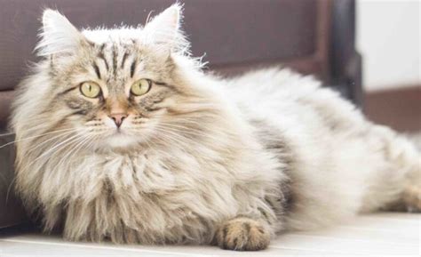 HOW TO CARE FOR A LONG-HAIRED CAT | The Catnip Times