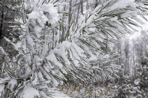 pine trees in winter 9427095 Stock Photo at Vecteezy